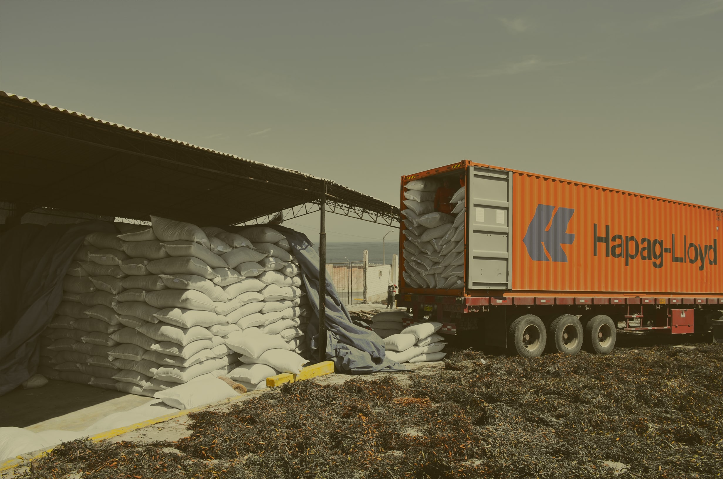 Macroalgas Trading | Top raw materials for the alginate industry
